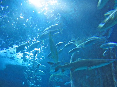 Атлантический и Тихоокеанский резервуары вместимостью один миллион литров каждый — главные экспозиции аквариума Лондона