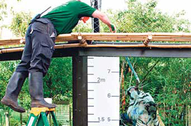 Работники зоопарка ежегодно измеряют всех животных - от лягушек до тигров.