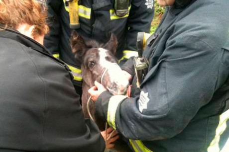 На счету пожарной бригады 282 спасенных животных, что является самым низким показателем, начиная с 1999 года, когда пожарная служба Лондона начала вести учет
