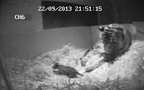 Скрытая камера в Лондонском зоопарке запечатлела очень трогательное событие — рождение суматранского тигренка.