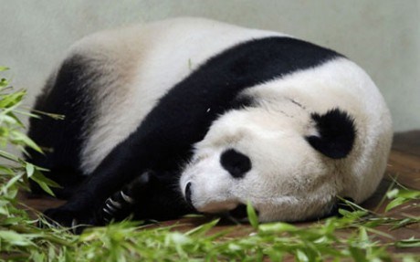 Огромная панда Тянь-Тянь больше не беременна. Самка, по словам сотрудников, потеряла плод на позднем сроке.