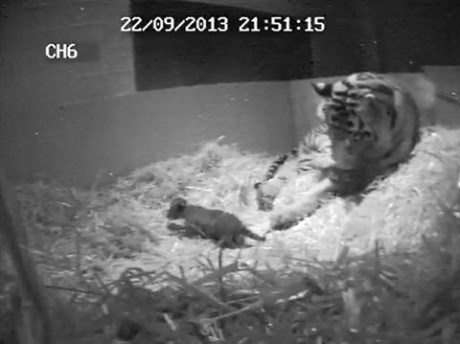 Первый суматранский тигренок, родившийся в Лондонском зоопарке за последние семнадцать лет, утонул. 
