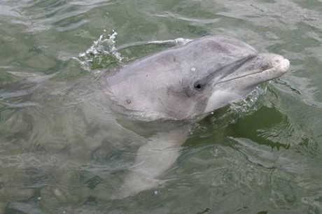 Дельфины в Темзе!