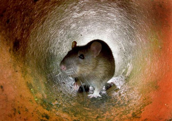 Крысы, имеющие иммунитет к ядам, “готовы вторгнуться в дома лондонцев” 