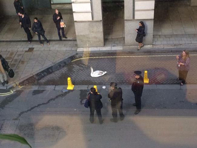 Лебедь на центральной улице Лондона стал причиной автомобильной пробки 