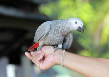 Попугай в Лондоне спас свою хозяйку от преступника 